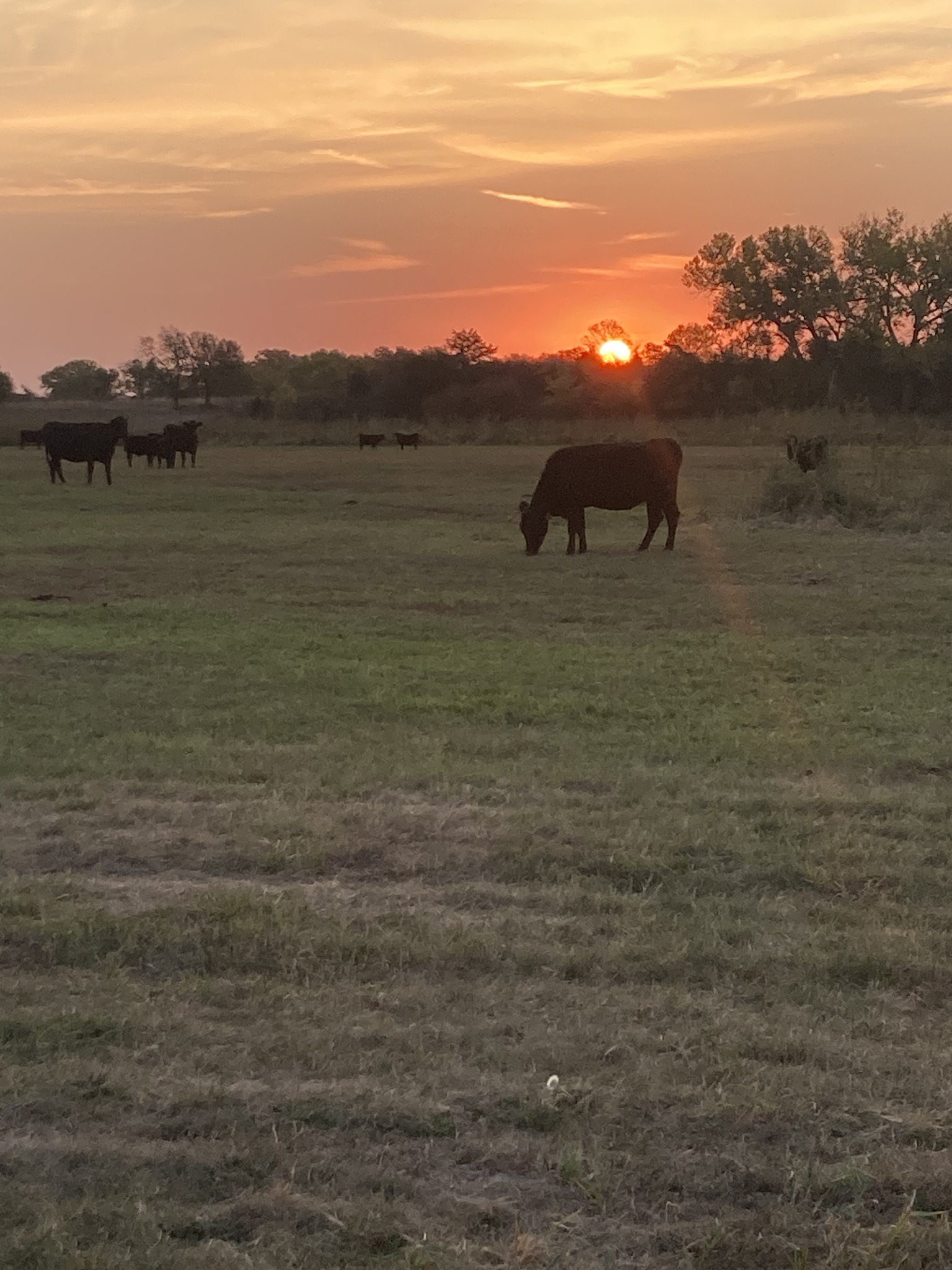 CC Angus Ranch