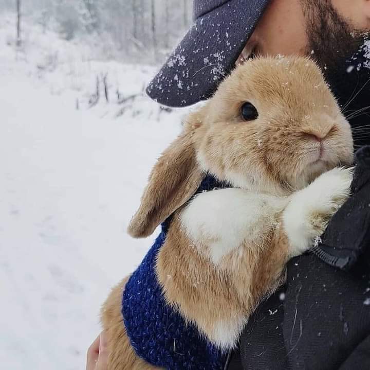 We Love Rabbit | Facebook