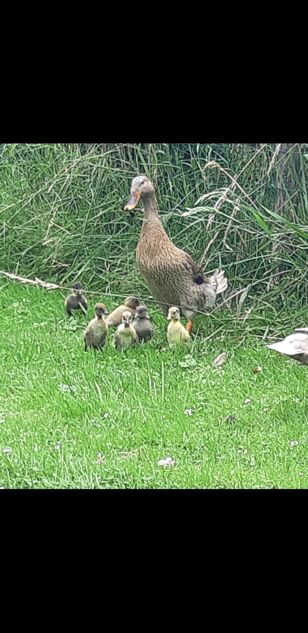 kippen in de kempen | Marans hennen kleurslagen zwart en zwart ...