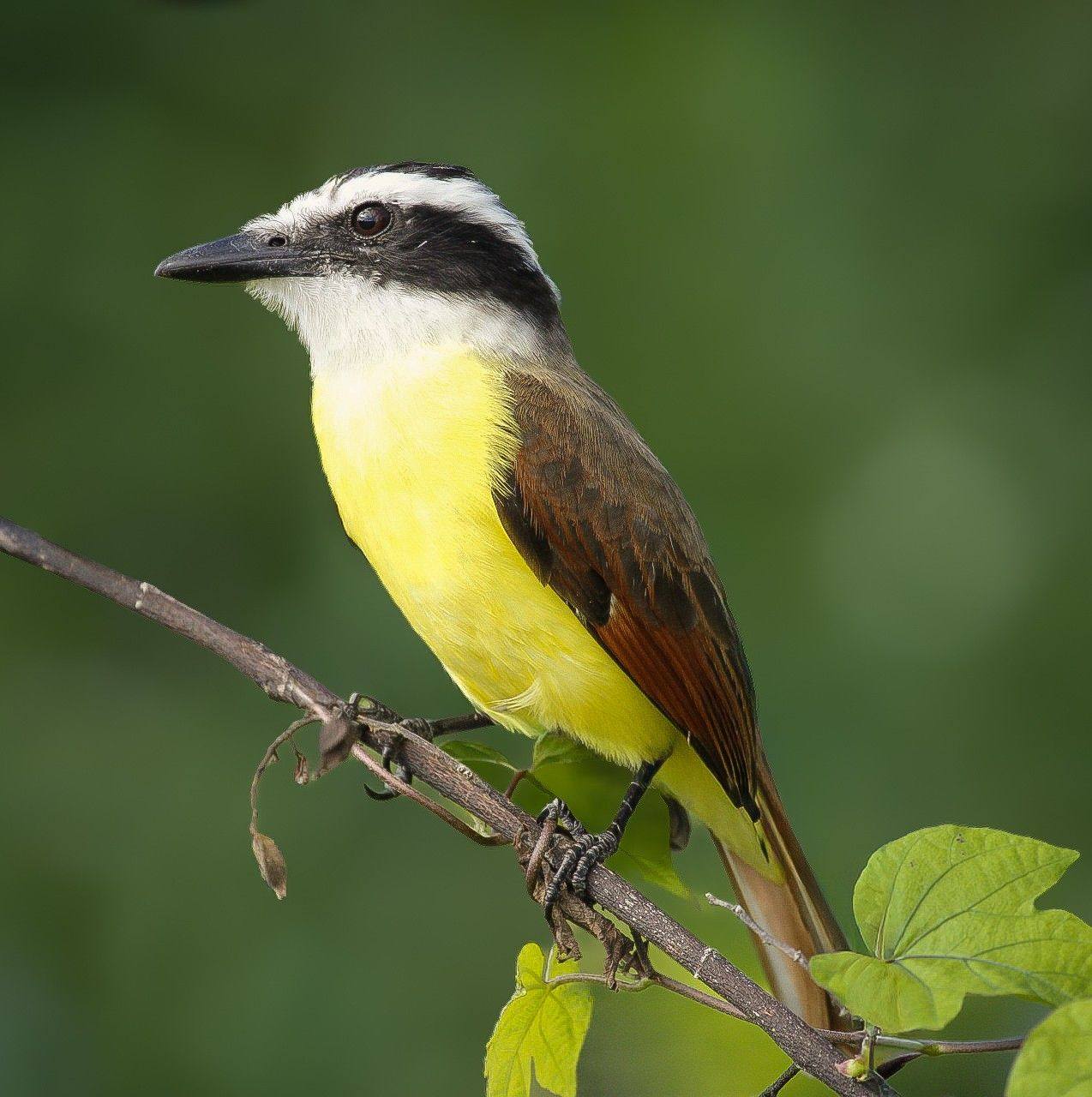 Wicho Biodiversidad | Playa del Carmen