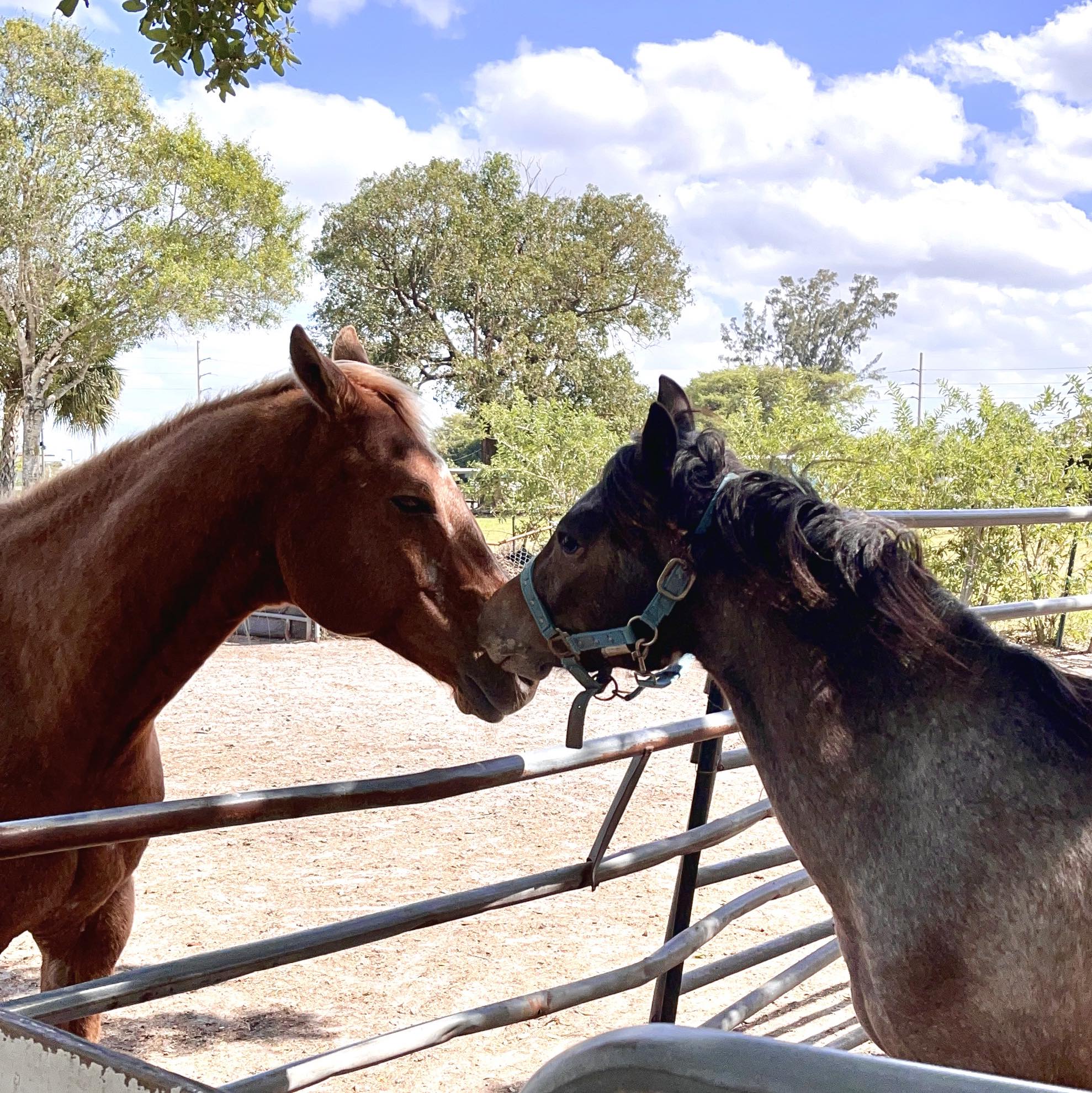 WB Family Ranch | Davie FL