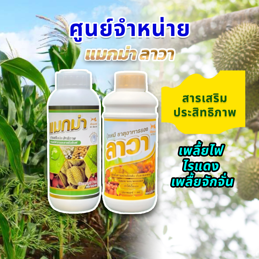 แมกม่าลาวา เกษตรชาวบ้าน โทร.083 197 5745 | Bangkok