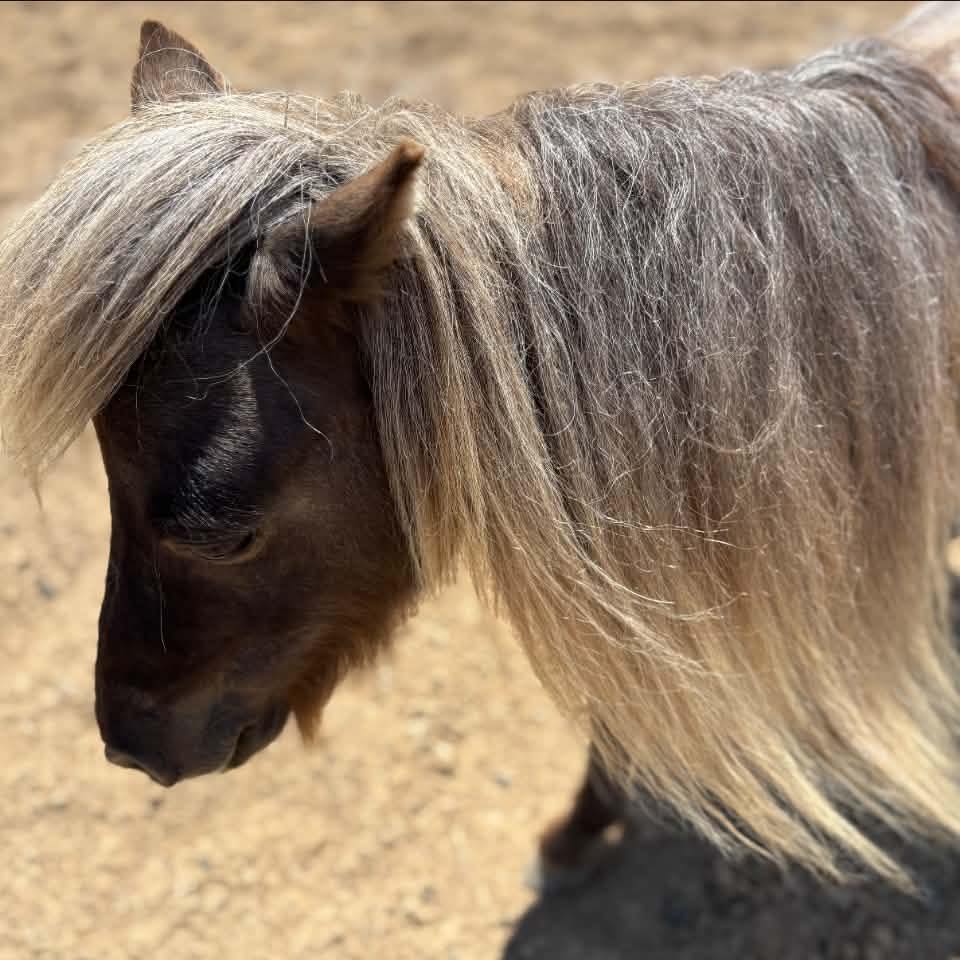 Fabio 