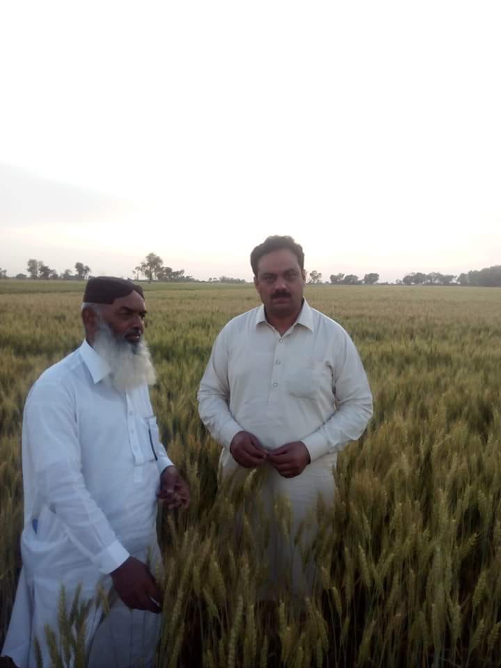 Rohaan Seed - Our GM Waheed sb at our wheat field with...
