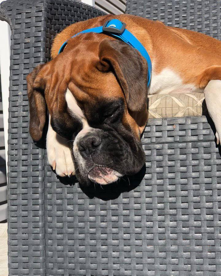 Boxers puppies for adoption in Oregon | Springfield OR