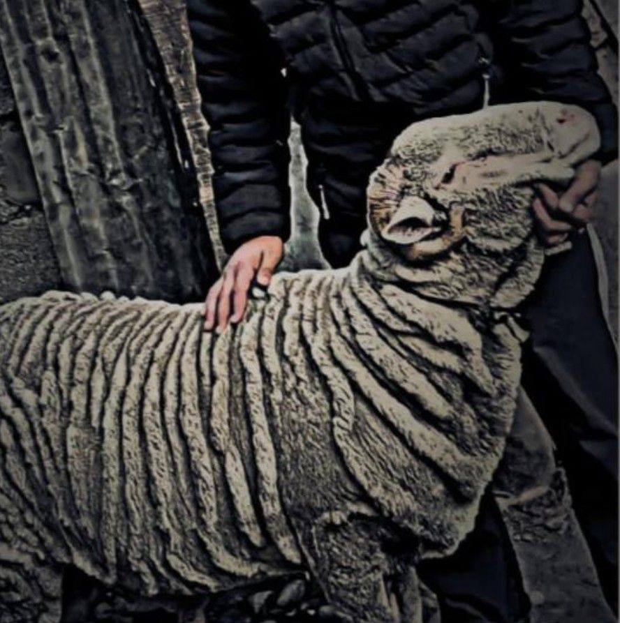 Tanzeel reyaz sheep breeder