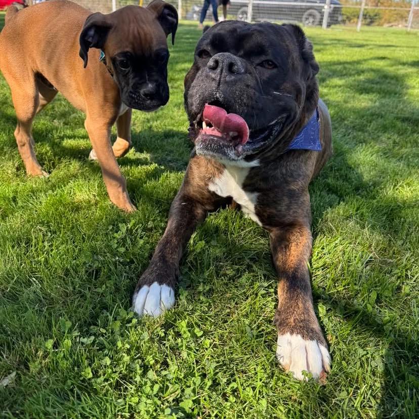 Boxer puppies for rehoming and adoption