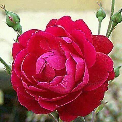 Subol Deb