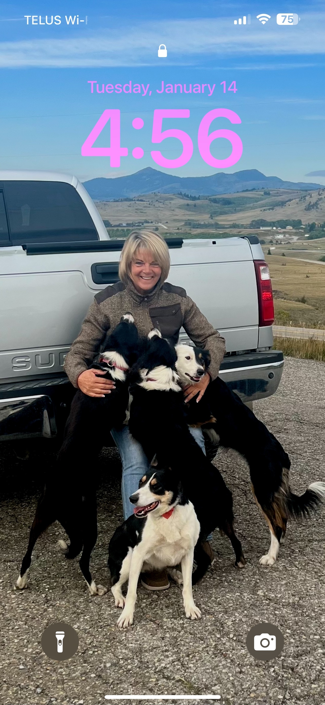 World Trial Sheepdog 2026