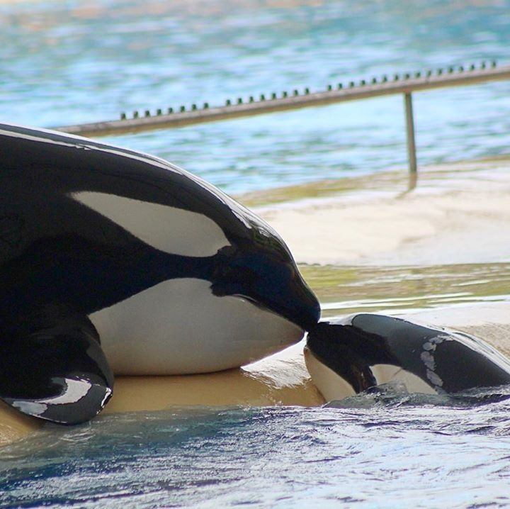 Iberian Orca Protection & Conservation on Reels