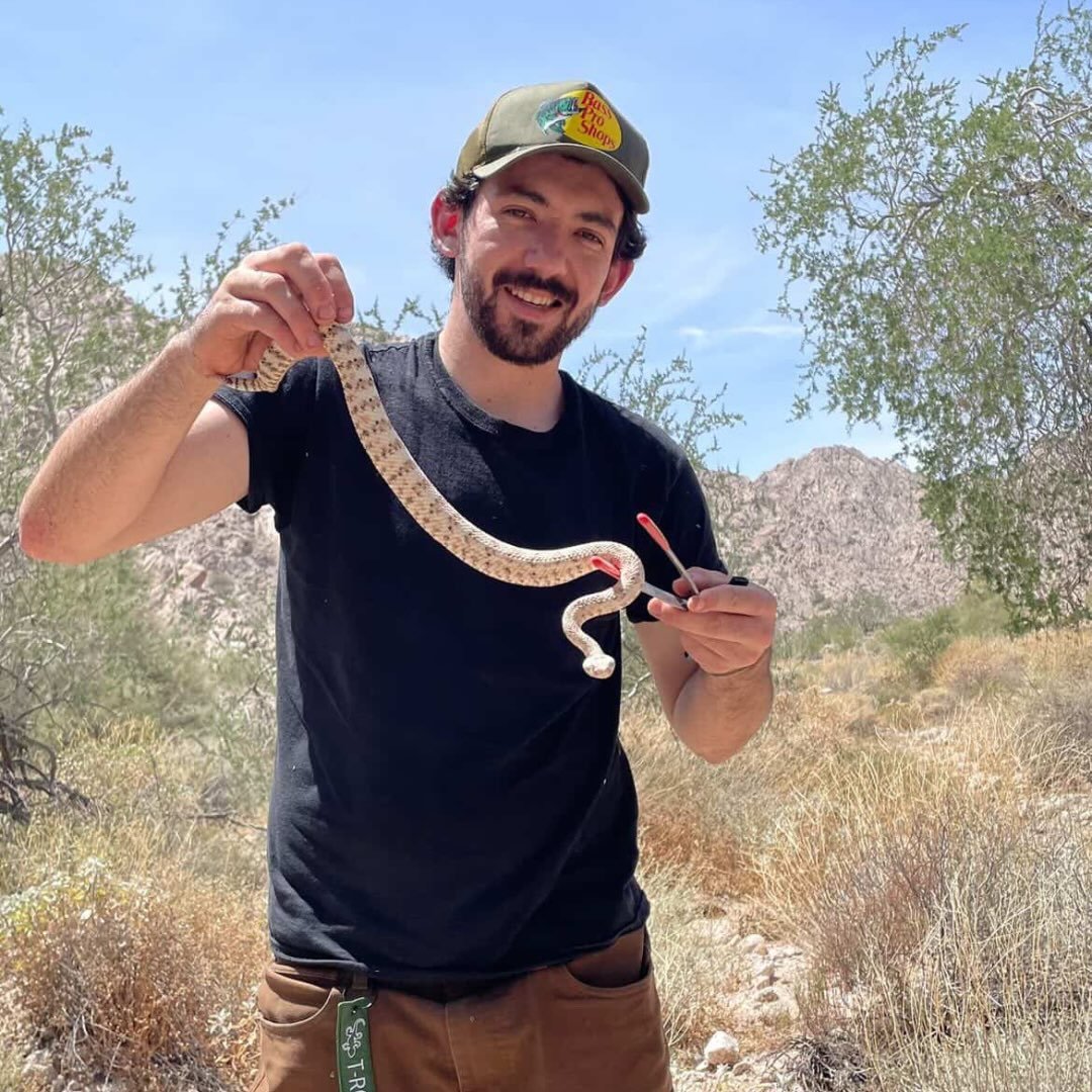 Crotalus lepidus - Rock Rattlesnakes | Not sure if I'm able to post ...