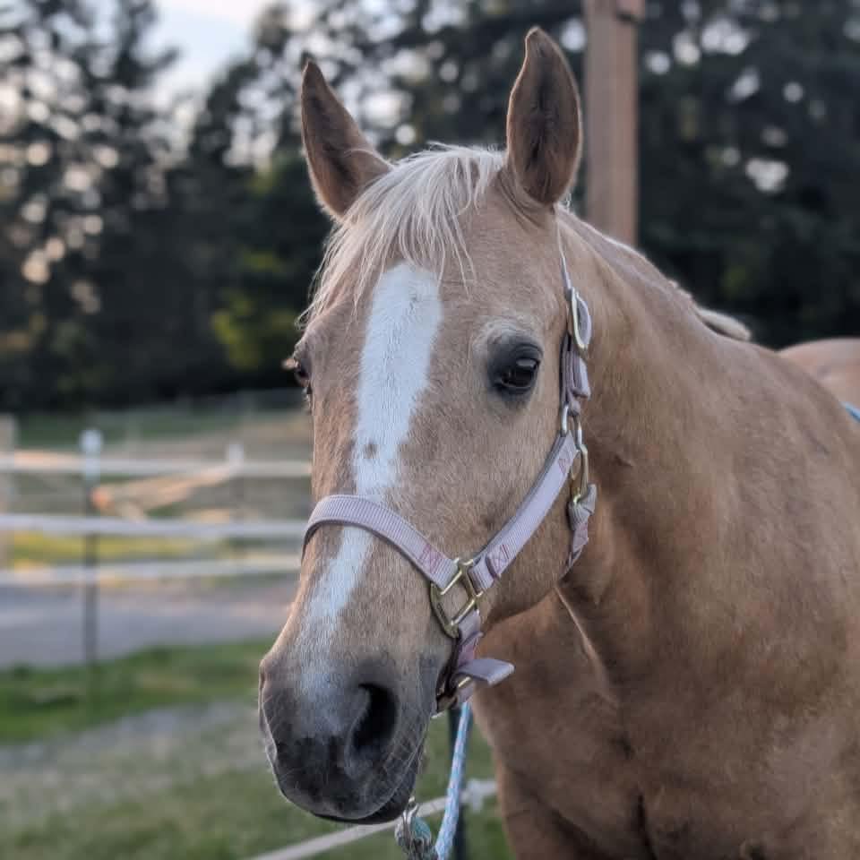 Balanced Stride Riding Academy | Auburn WA