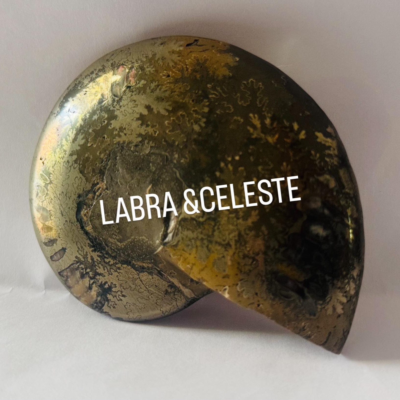 La géode de Septaria, souvent appelée 