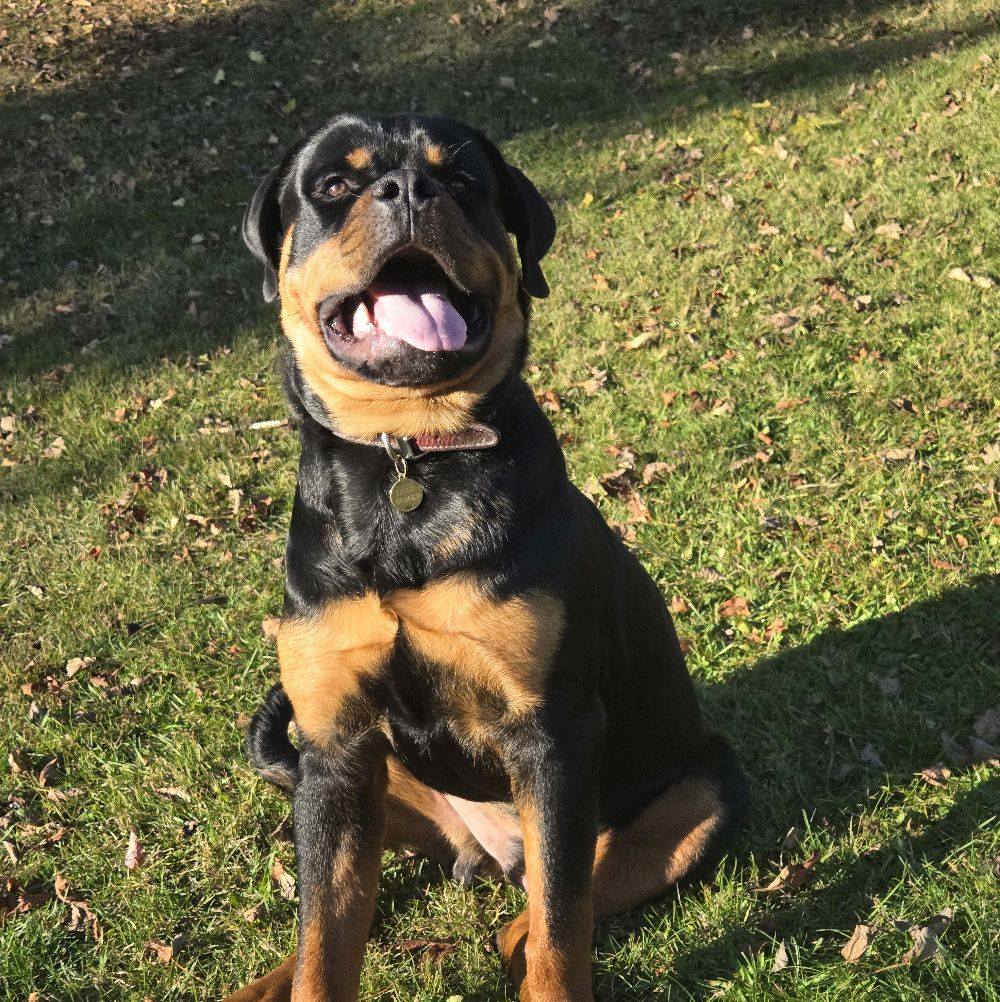 Rottweiller Goulette Production