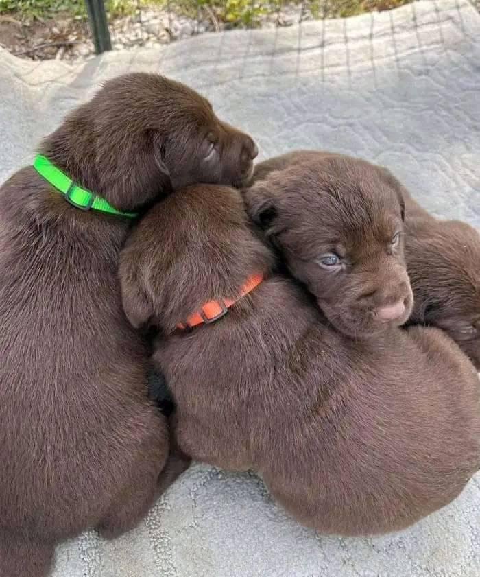 AKC Labrador retriever puppies for adoption and rehoming near me