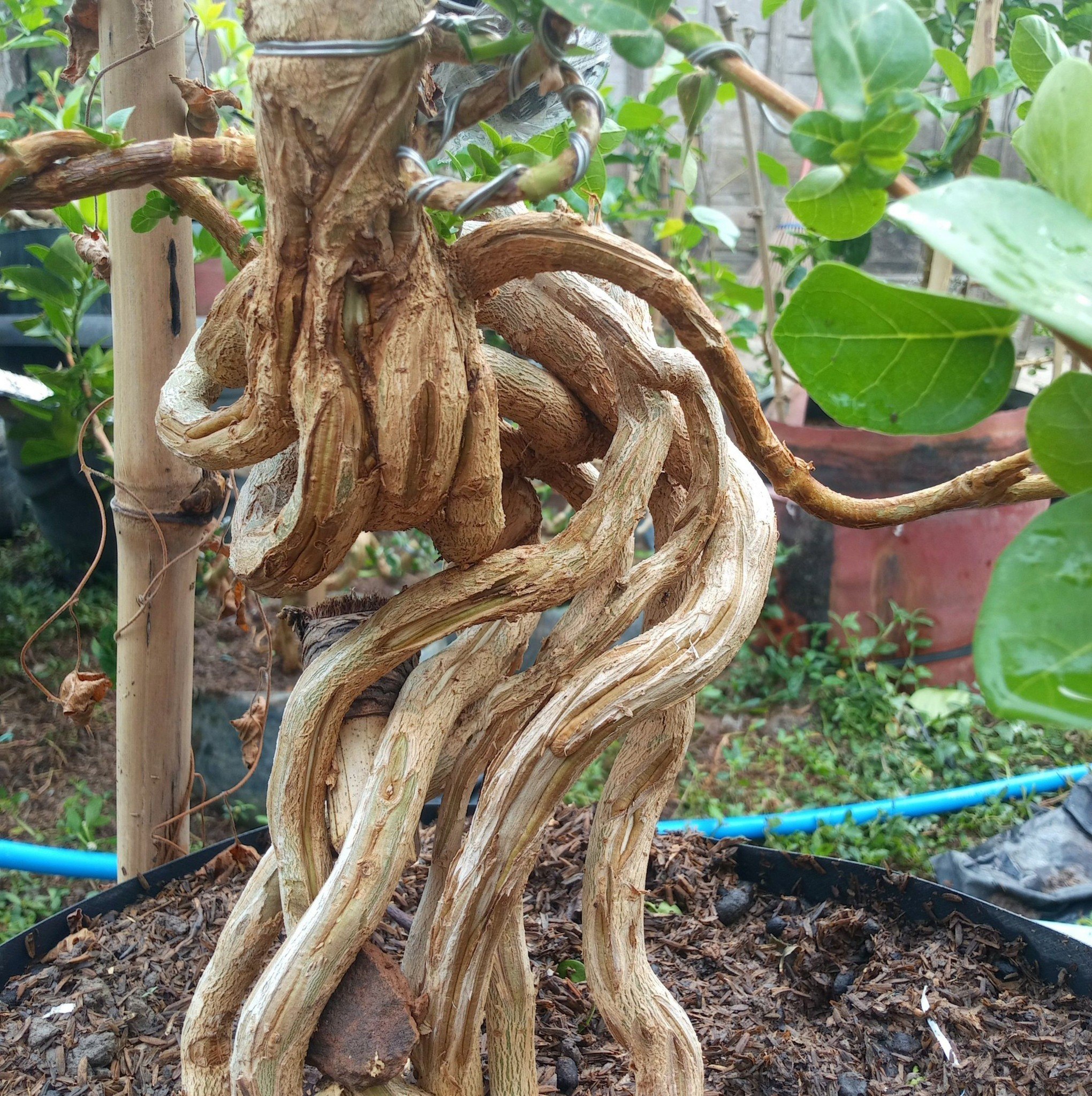 Bend the tree with a hollowed out wooden tool then use cable ties to ...