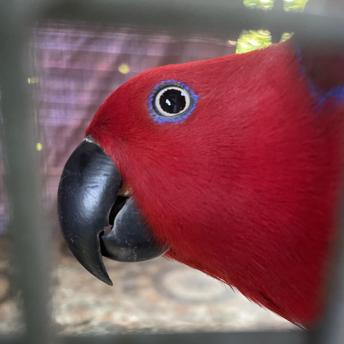Mpr Aviary