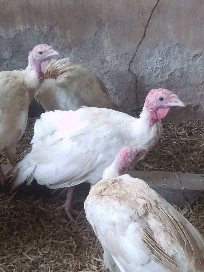 Kayode A poultry farms