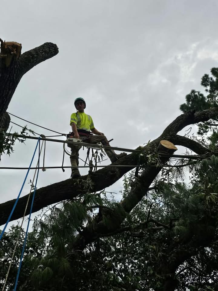 Everything Trees LLC | Licking MO