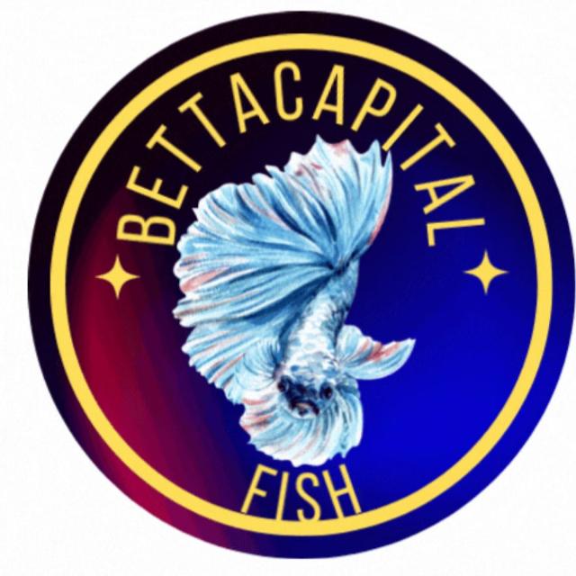 Capital Fish | Mexico City