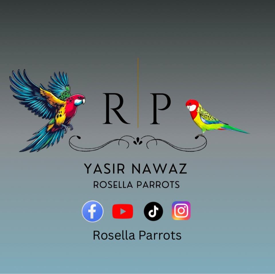 Rosella parrots