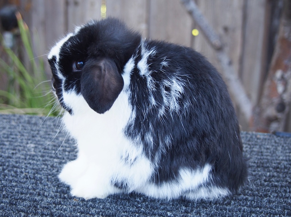 Show Holland lops With Type And Color | Broken Orange Holland Lop buck ...