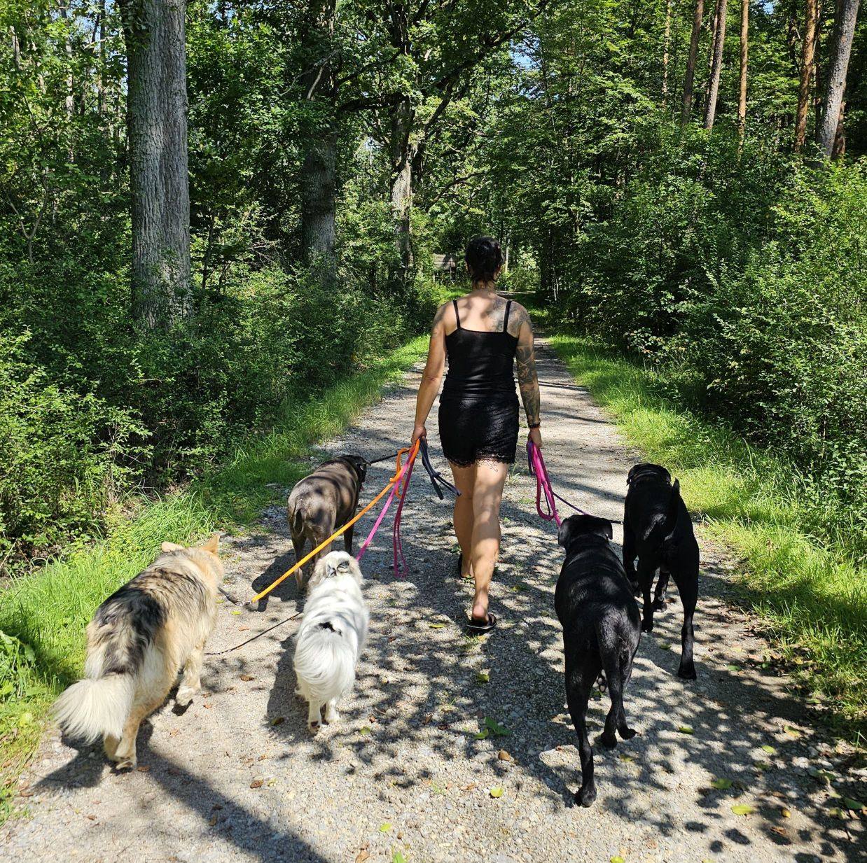 Maddog Dog Training