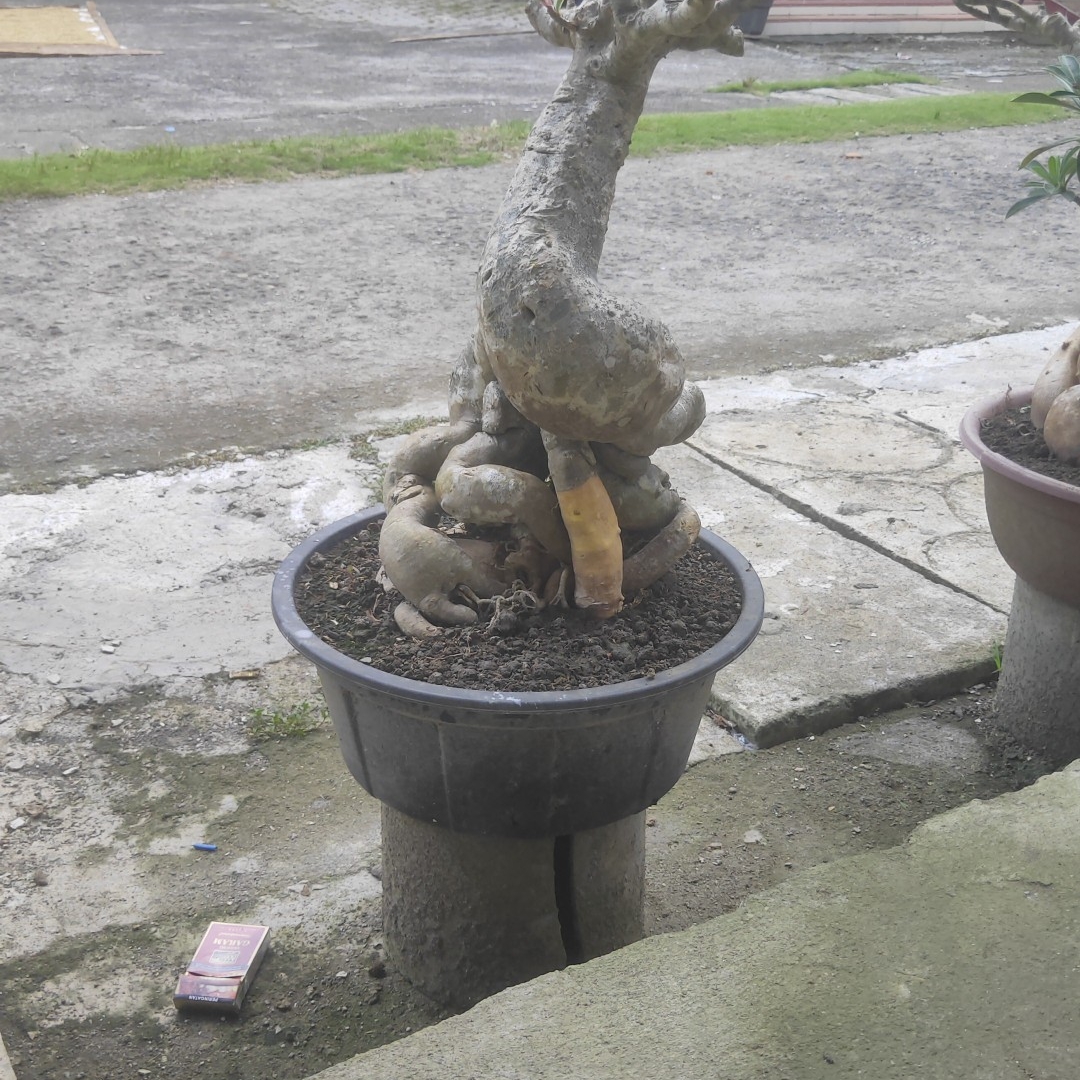 ADENIUM OBESUM | 30rb cari yang gratingannya udah panjang | Facebook