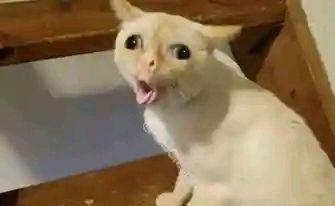 Modern Makotis | Koti usenayo landawo ipink🍑😭😭😭🙏or kwaba brown | Facebook
