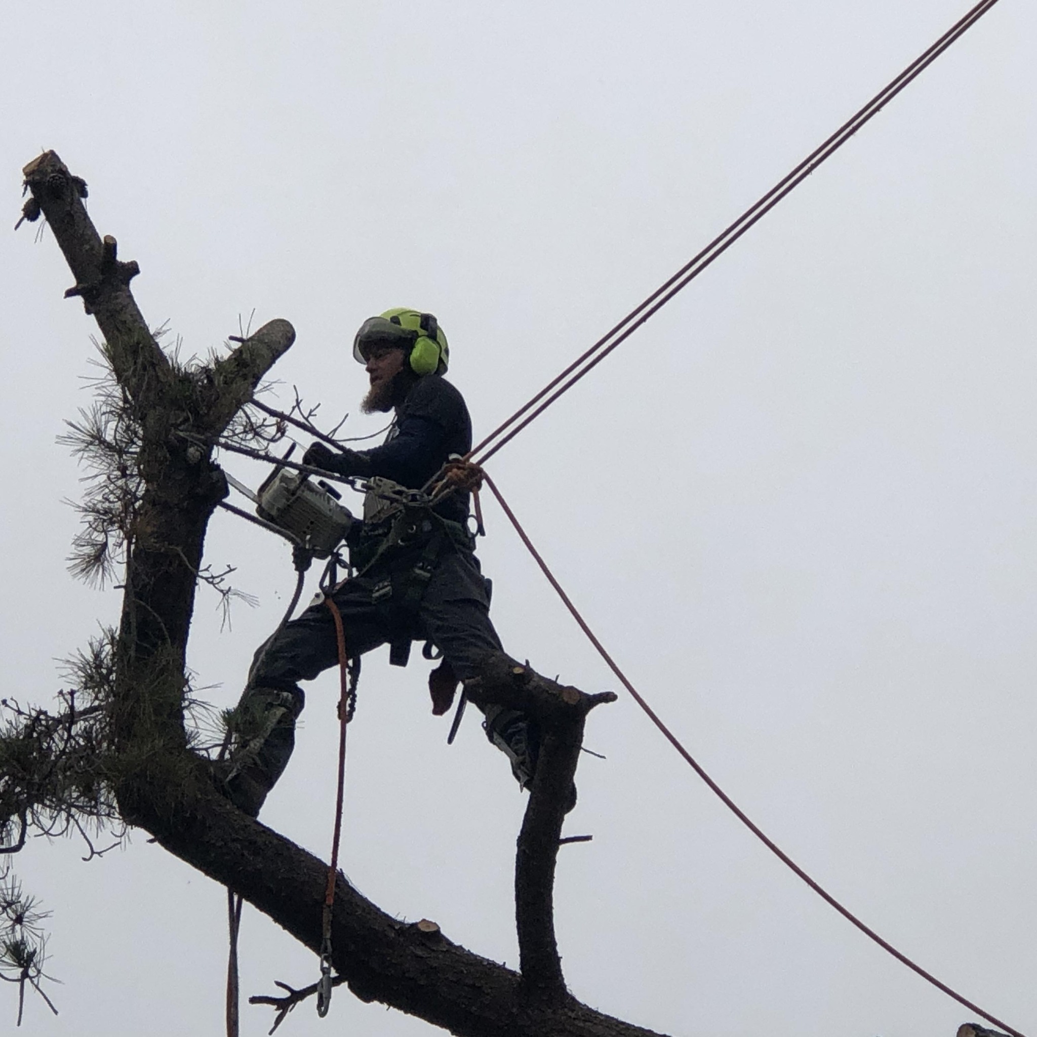Carmichael-Long Tree Service & Gardening