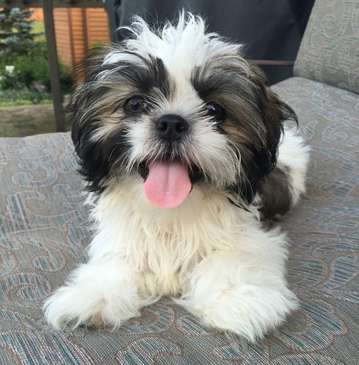 Pawsome Shih Tzus