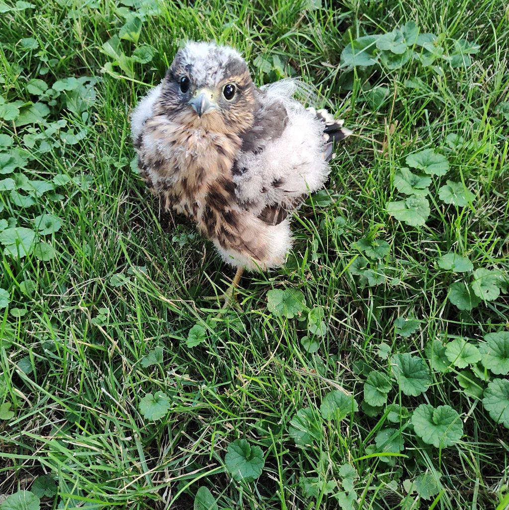 Frank Zaruba