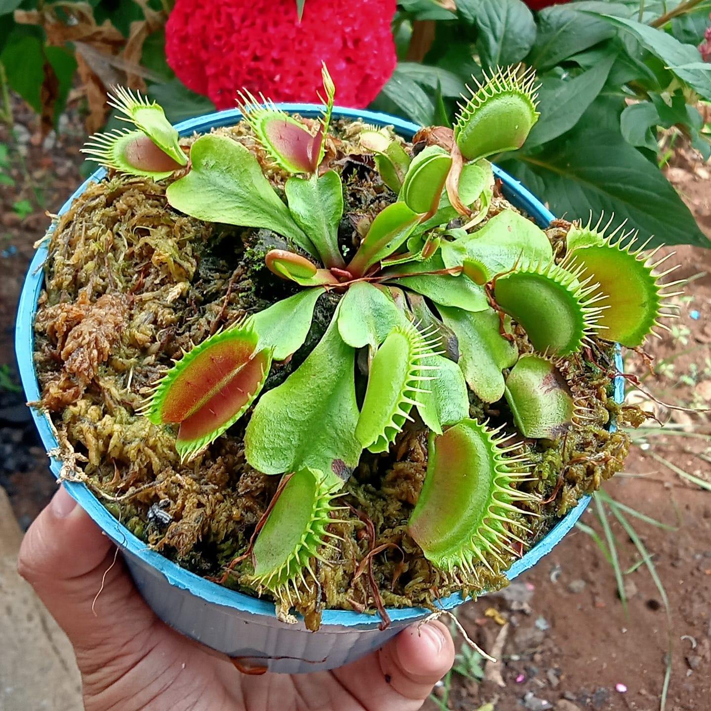 Tanaman Karnivora Venus Flytrap pemakan serangga