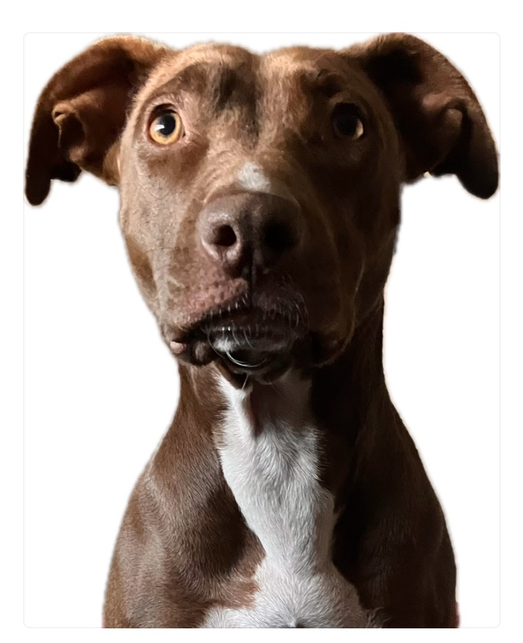 Driving from AZ to OR, are there any hot springs that are dog friendly ...