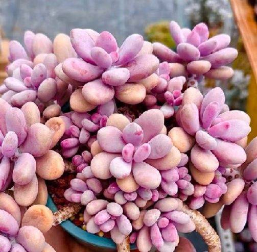 Rồi Sao Nè