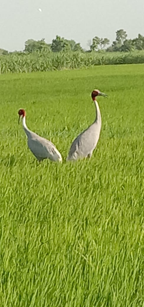 bhola Rai