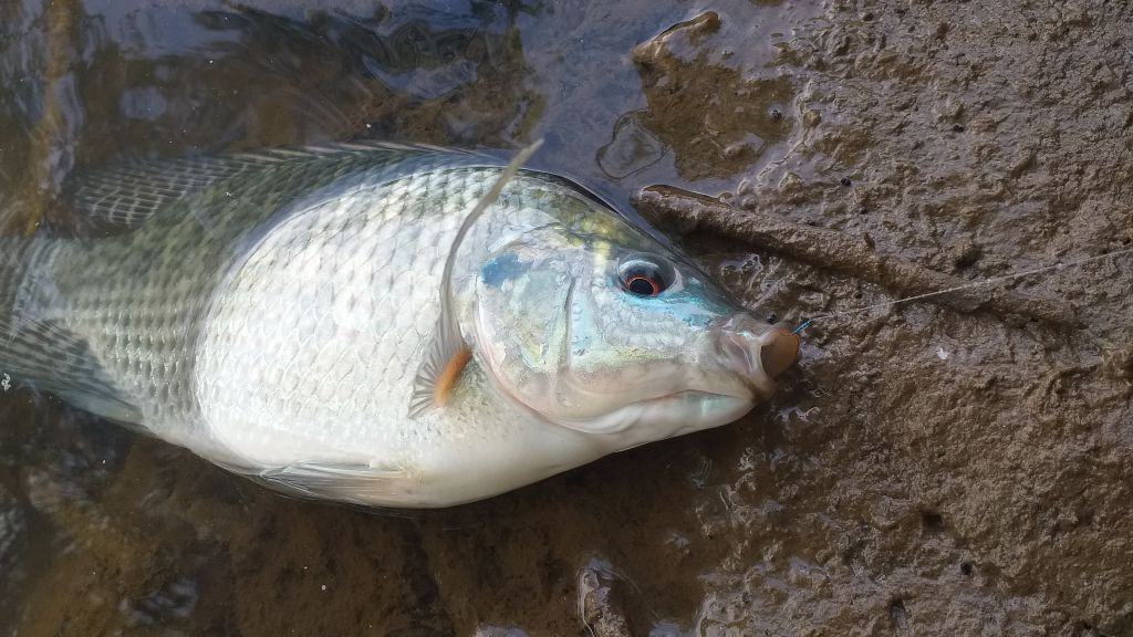 Perdana request panah ikan model rambe di Gumilang Spearfishing Ini dia ...