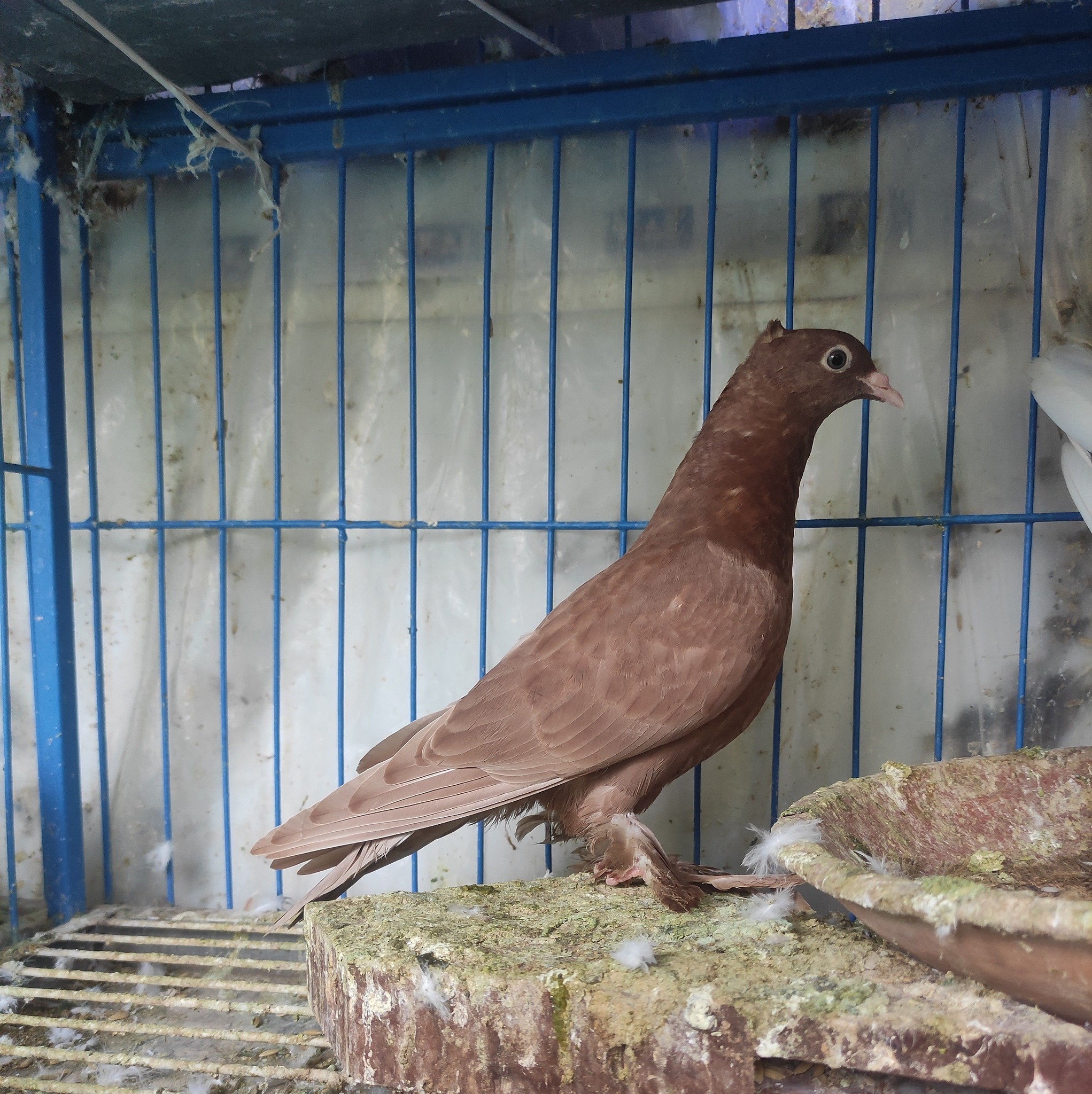 Riaj Pigeon Home
