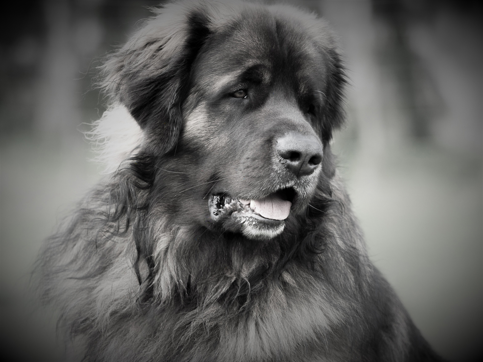 LeoGen - the Leonberger Genetic Diversity Project