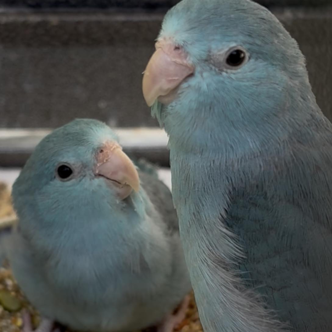 Touis Célestes Pandora Celestial Parrotlets Photo Inspiration