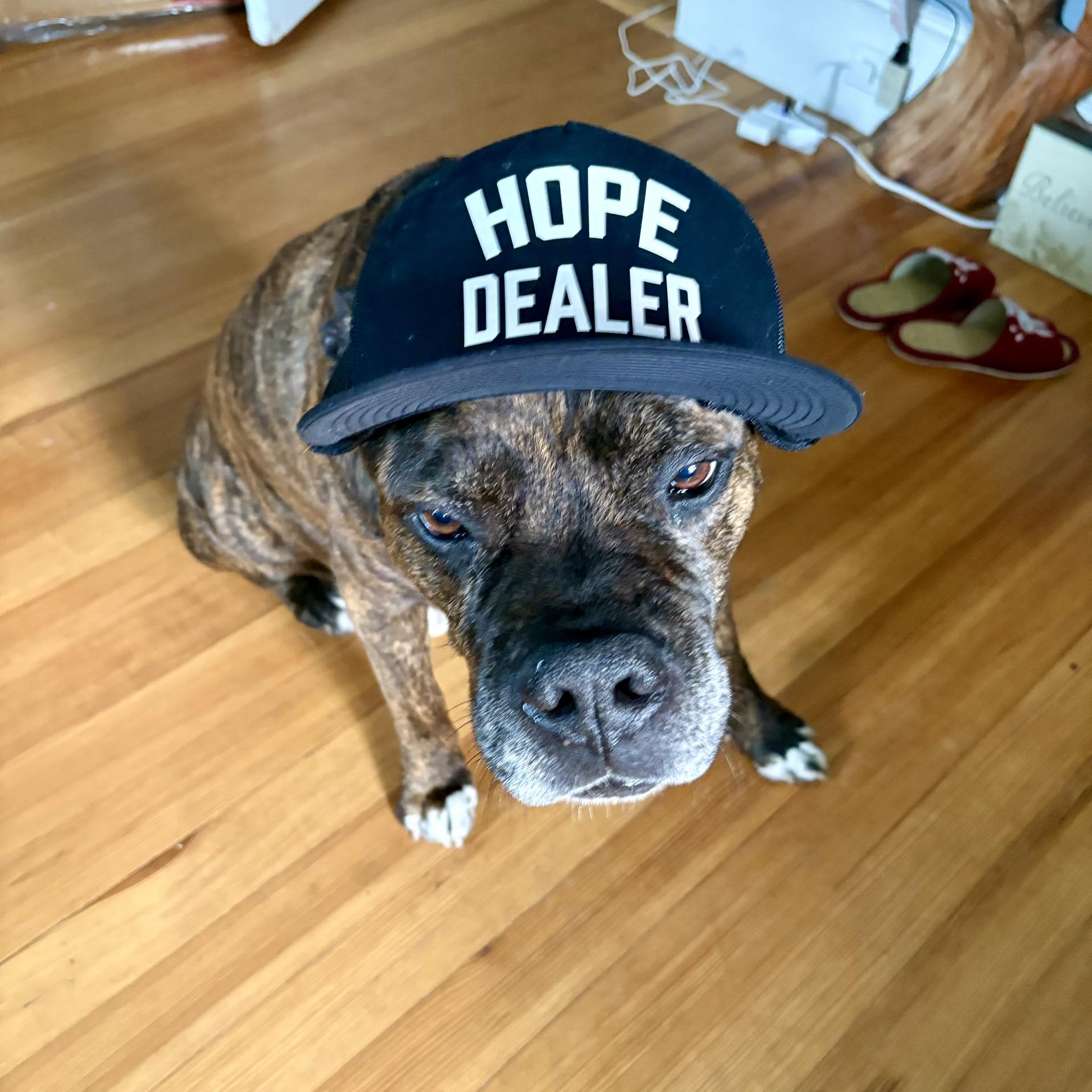 What's going on Manchester NH? Community News and Alerts | We are ...
