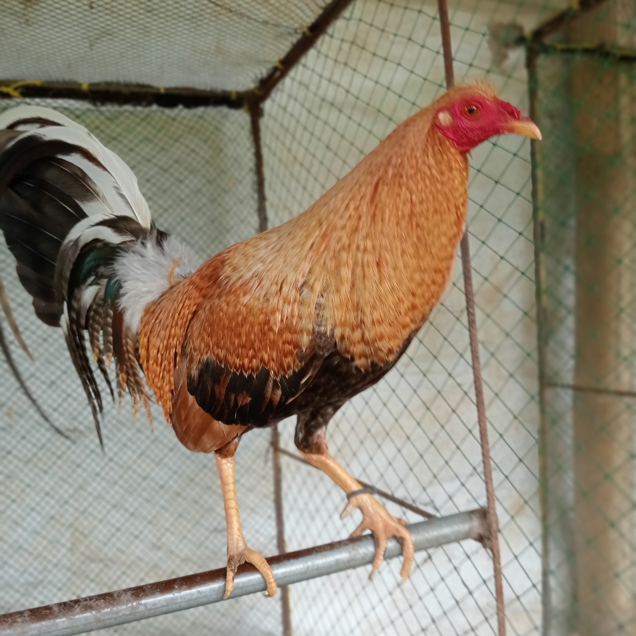 #RelaxAndUnwind #mystressreliever #animallover #farmlife #sports #games ...