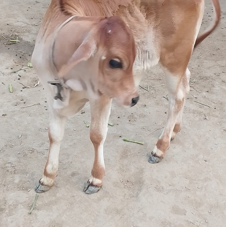 Rakhal Raja&রাখাল রাজা