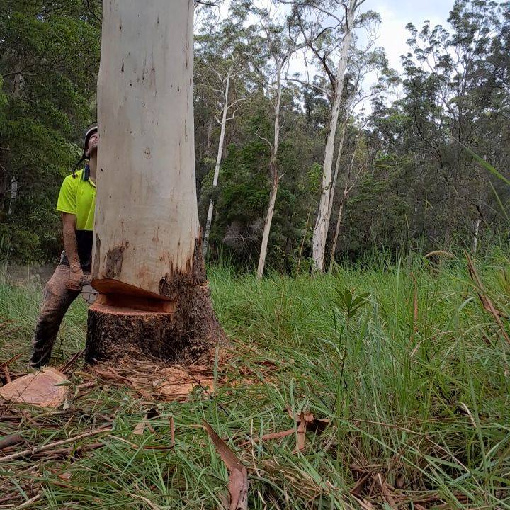 Kinetic Tree Services