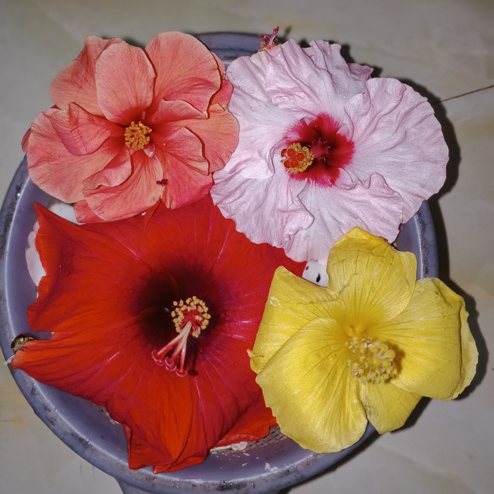 জবা ফুল