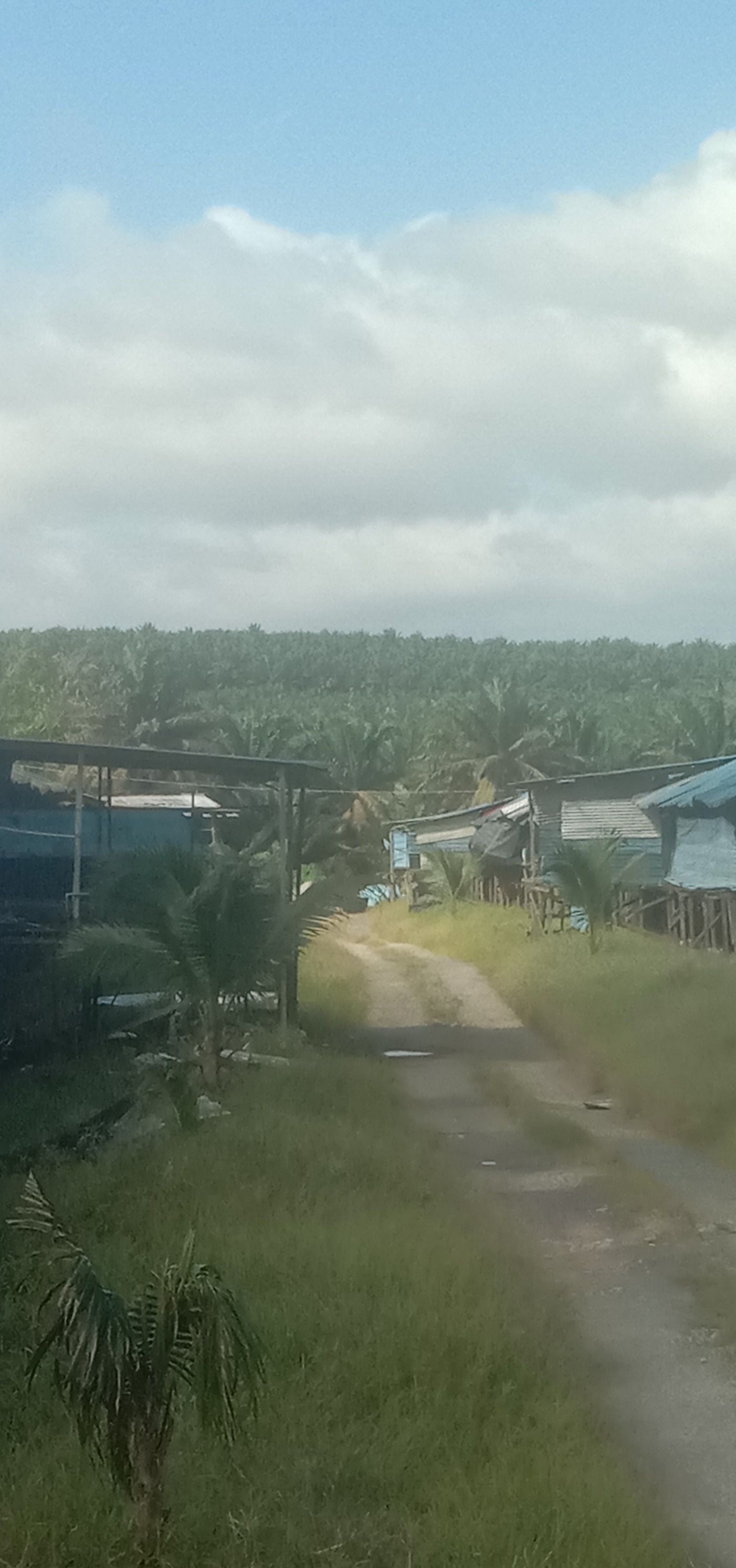 reban ayam ku