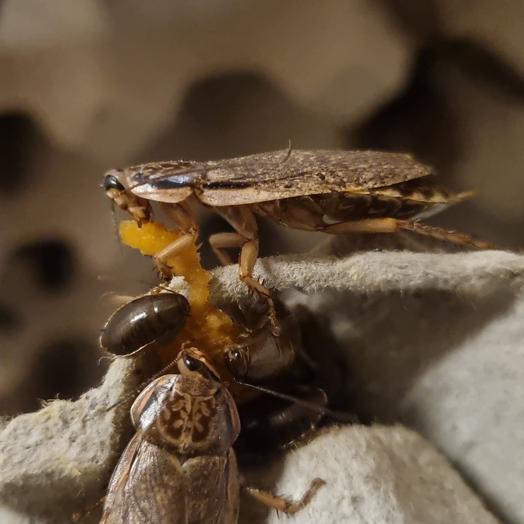 Rascally Roaches | Fullerton Cove NSW