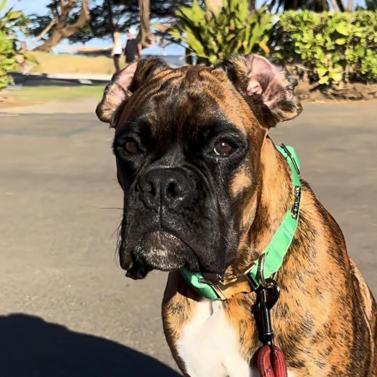 Donkey the Boxer