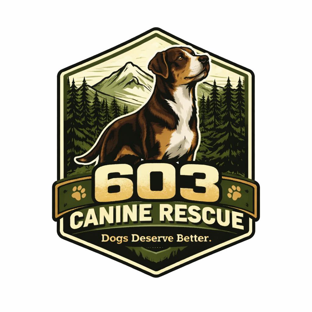 Let me tell you about this little... - 603 Canine Rescue | Facebook