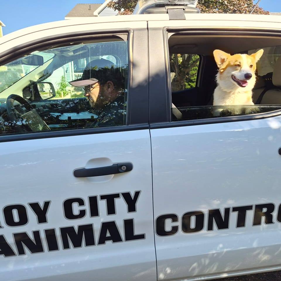 Roy Utah Lost Pets | Update- animal control came and took Charles home ...